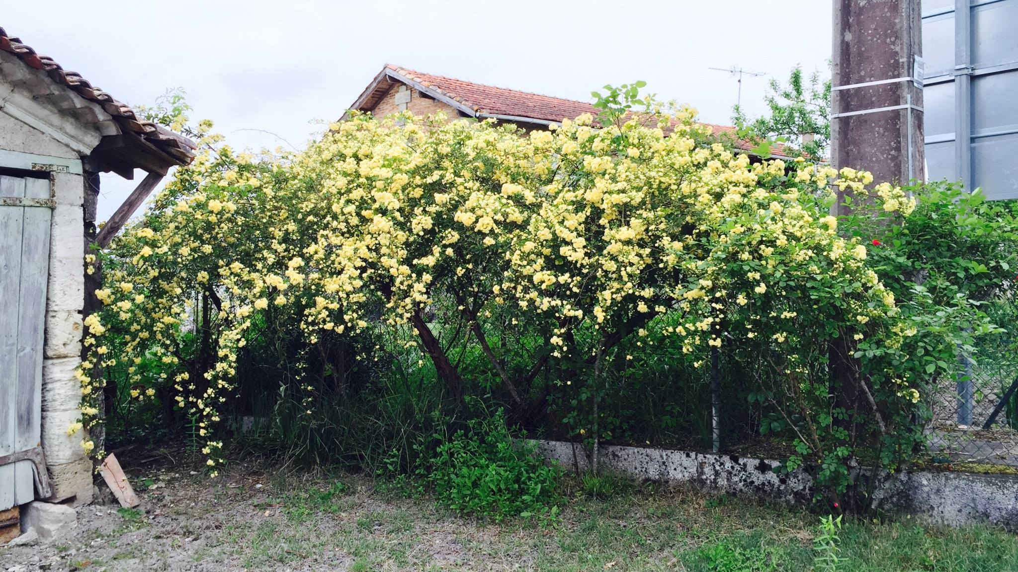 آبشار طلایی 