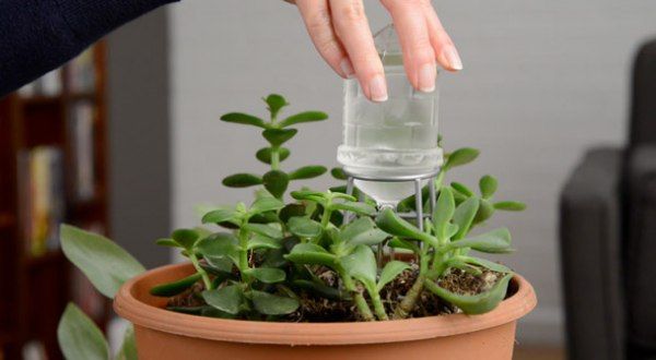 استفاده از بطری آب برای آبیاری گیاهان