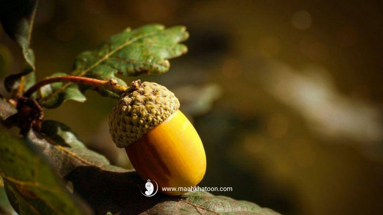 آشنایی با خواص جفت بلوط، ماه خاتون